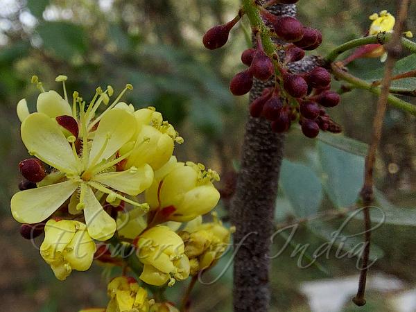 Bloodwood Tree